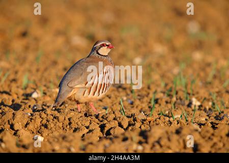 Ein erwachsenes Rotbeinhuhn oder französisches Rebhuhn (Alectoris rufa) in einem gepflügten Feld in Suffolk, Großbritannien Stockfoto