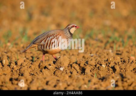 Ein erwachsenes Rotbeinhuhn oder französisches Rebhuhn (Alectoris rufa) in einem gepflügten Feld in Suffolk, Großbritannien Stockfoto