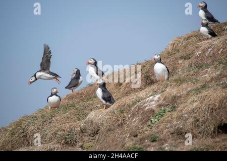 Viele Papageitaucher sitzen und fliegen auf einer grasbewachsenen Klippe auf der Insel Grimsey Island Stockfoto