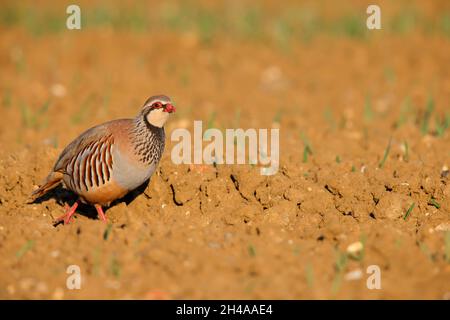 Ein erwachsenes Rotbeinhuhn oder französisches Rebhuhn (Alectoris rufa) in einem gepflügten Feld in Suffolk, Großbritannien Stockfoto