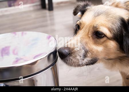 Der Hund schnüffelt Metallabfallbehälter aus nächster Nähe auf dem Holzboden Stockfoto