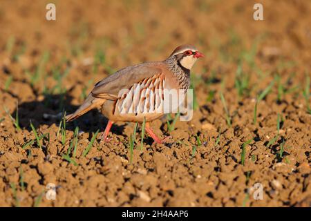 Ein erwachsenes Rotbeinhuhn oder französisches Rebhuhn (Alectoris rufa) in einem gepflügten Feld in Suffolk, Großbritannien Stockfoto