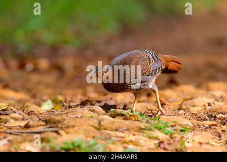 Eine Erwachsene weibliche Sri Lanka Junglefowl (Gallus lafayettii) füttert auf einem Pfad im Sinharaja Forest Reserve, Sri Lanka. Wilder Vogel Stockfoto