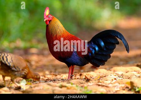 Ein erwachsener männlicher Sri Lanka Junglefowl (Gallus lafayettii), der auf einem Waldweg im Sinharaja Forest Reserve, Sri Lanka, ernährt. Wilder Vogel Stockfoto