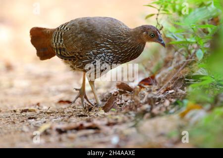 Eine Erwachsene weibliche Sri Lanka Junglefowl (Gallus lafayettii) füttert auf einem Pfad im Sinharaja Forest Reserve, Sri Lanka. Wilder Vogel Stockfoto