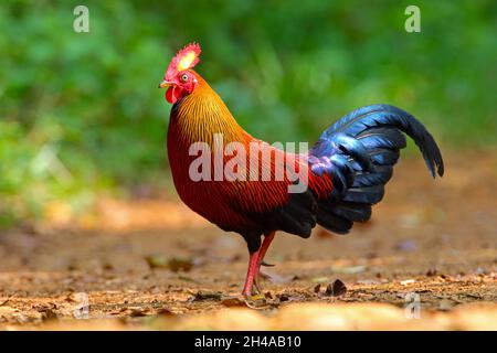 Ein erwachsener männlicher Sri Lanka Junglefowl (Gallus lafayettii), der auf einem Waldweg im Sinharaja Forest Reserve, Sri Lanka, ernährt. Wilder Vogel Stockfoto