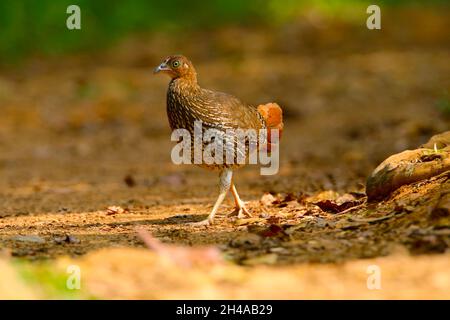 Eine Erwachsene weibliche Sri Lanka Junglefowl (Gallus lafayettii) füttert auf einem Pfad im Sinharaja Forest Reserve, Sri Lanka. Wilder Vogel Stockfoto