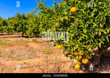 Spanischer Orangenhain, in der Nähe von Valencia, Spanien. Stockfoto