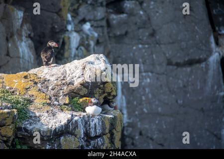 Landschaft von Papageitauchern, die auf Klippen auf Grimsey Island nisten Stockfoto