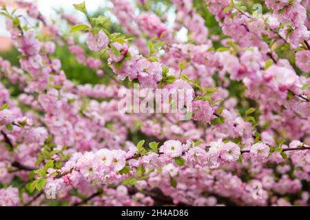 Schöne Zweige rosa Kirschblüten, schöne Sakura Blüten im Frühling. Natürlicher Frühlingshintergrund, selektiver Fokus Stockfoto