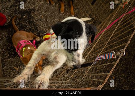 Einige mittelgroße Hunde, in einem Käfig, zur Adoption verfügbar. Veranstaltung von einem Tierheim für verlassene Tiere mit dem Ziel, ein Zuhause zu finden konzipiert. Stockfoto