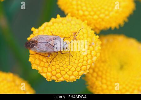 Nahaufnahme eines europäischen angeschwollen Pflanzenwanzes, Lygus rugulipennis Stockfoto