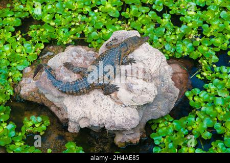 Gefährliches Krokodil, das in der Sonne ruht Stockfoto