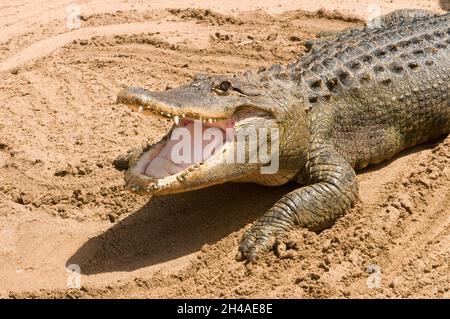 Gefährliches Krokodil, das in der Sonne ruht Stockfoto