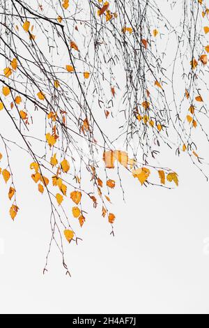 Malerische grafische Zweige von Herbstbaum auf hellem Hintergrund Stockfoto