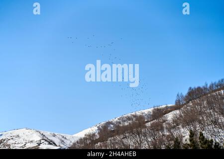 Eine Vogelschar fliegt im Winterwald vor dem Hintergrund eines klaren Himmels auf. Stockfoto