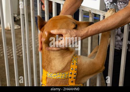 Hände einer Person, die einen Hund streichelte, der sich auf der Animal Adoption Fair in einem Stift befindet. Stockfoto