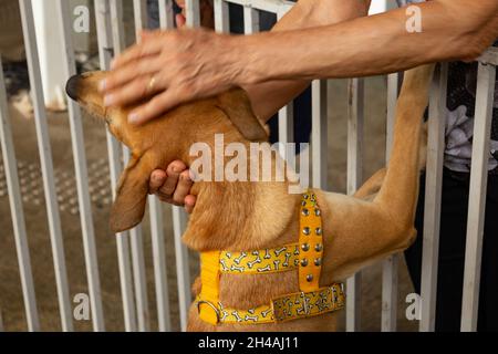 Hände einer Person, die einen Hund streichelte, der sich auf der Animal Adoption Fair in einem Stift befindet. Stockfoto