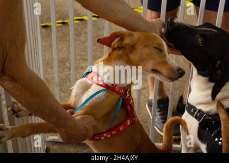 Hände einer Person, die einen Hund streichelte, der sich auf der Animal Adoption Fair in einem Stift befindet. Stockfoto