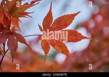 Nahaufnahme eines roten japonesischen Ahornblatts im Herbst mit einem weichen und hellen Hintergrund. Stockfoto