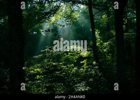 Durch den Wald mit atemberaubenden Lichtstrahlen am Anfang des Grosmont to Goathland Walk, North York Moors, North Yorkshire, Großbritannien Stockfoto