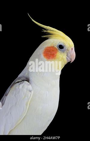 Nahaufnahme eines schönen männlichen Perlmutt-Kakadus mit entspanntem Wappen vor einem schlichten dunklen Hintergrund. Stockfoto