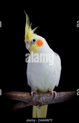 Ein Perlmutt-Nymphensittich mit großem gelben Wappen, fotografiert auf einem Ast mit schlichtem schwarzem Hintergrund. Stockfoto