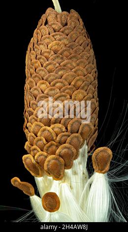 Nahaufnahme der Samen von gewöhnlicher Milchkrautpflanze (Asclepias syriaca), die aus einer der Samenschoten der Pflanze entfernt wurden. Samen werden an einem seidenen Fallschirm befestigt Stockfoto
