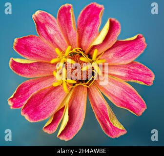 Makroansicht der Mitte der rosa Zinnia-Blume, mit drei 5-lappigen Scheibenblüten und kleineren und dünneren Stigma-Strahlblüten darunter. Stockfoto