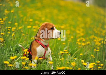 Hund Beagle auf einem Spaziergang im Sommer auf einem grünen Feld mit gelben Elendelionen. Stockfoto