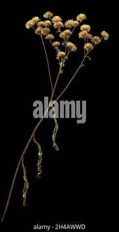 Getrocknete Samenköpfe und Blätter von Tall ironweed (Vernonia gigantea) im Herbst im Garten im Zentrum von Virginia. Stockfoto