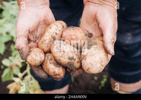 Die Hände einer alten Frau halten eine frisch geöffnete Kartoffel in ihren Händen, Oma hält eine neue Kartoffel in ihren Händen. Stockfoto