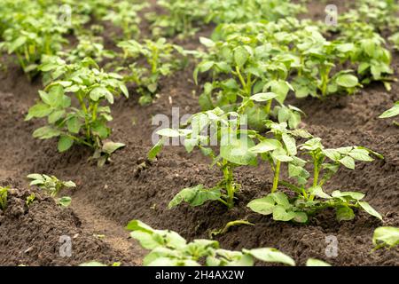 In einem Gemüsegarten wachsen auf dem Ackerland Linien von Kartoffelsprossen Stockfoto