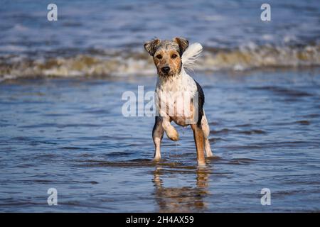 Parson Russell Terrier Hund läuft und spielt am Strand. Stockfoto