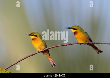 Ein Paar Bienenfresser (Merops pusillus) saß zusammen auf einem Zweig in Gambia, Westafrika Stockfoto