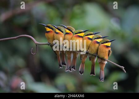 Eine kommunale Gruppe von Bienenfressern (Merops pusillus) in Gambia, Westafrika Stockfoto