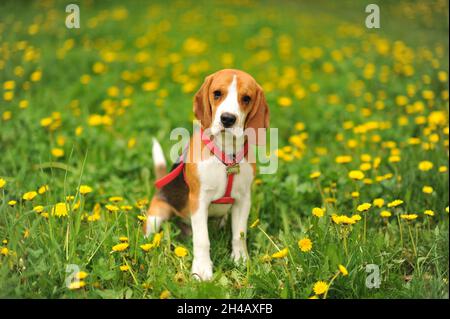Hund Porträt hinten beleuchtet Hintergrund. Beagle mit der Zunge im Gras während des Sonnenuntergangs in Feldern Landschaft Stockfoto