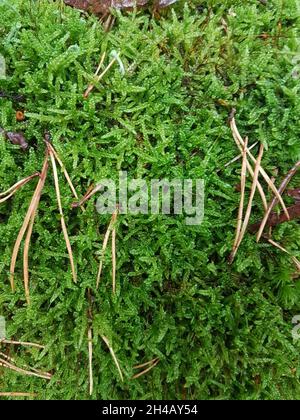 Vertikale Aufnahme von frischem grünem Moos Stockfoto