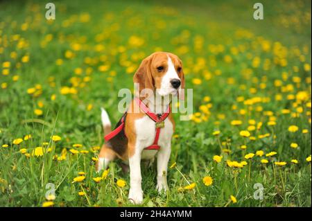 Hund Porträt hinten beleuchtet Hintergrund. Beagle mit der Zunge im Gras während des Sonnenuntergangs in Feldern Landschaft Stockfoto