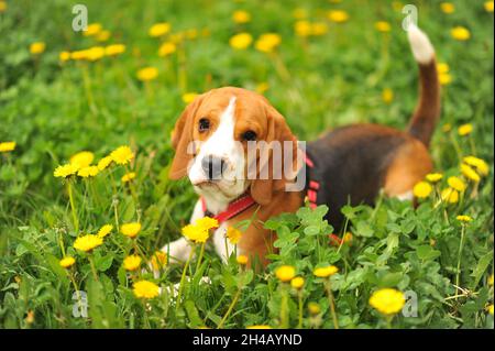 Hund Porträt hinten beleuchtet Hintergrund. Beagle mit der Zunge im Gras während des Sonnenuntergangs in Feldern Landschaft Stockfoto