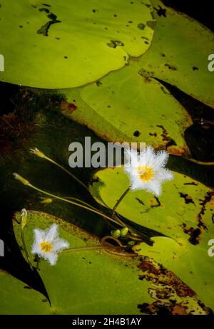 Vertikale Aufnahme von nymphoides indica-Blüten und Blättern in einem Teich Stockfoto
