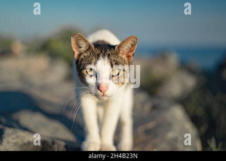 Katze schaut direkt auf die Kamera auf Felsen Stockfoto