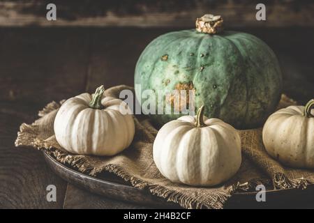 Grüner Sombra-Kürbis und weiße Mini-Kürbisse auf Holz, Herbstdeko Stockfoto