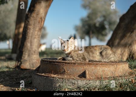 Auf dem Mannloch sitzende Katze mit Tabby Stockfoto