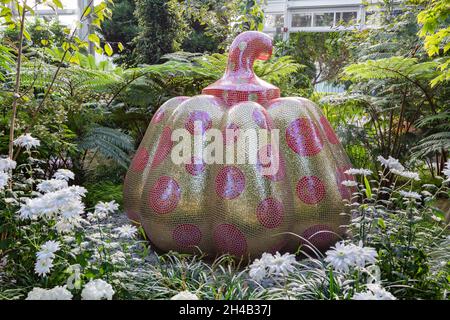 Bronx, NY - Oktober 28,2021: NY BOTANICAL GARDEN. Hier Gezeigt Starry Pumpkin Stockfoto