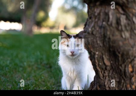 Weiße Katze auf dem Gras in der Nähe des Baumes Stockfoto