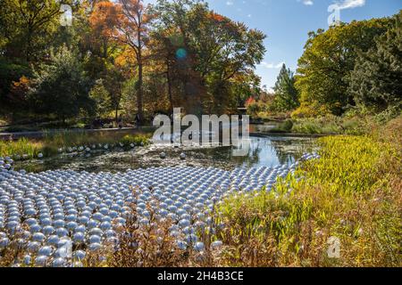 Bronx, NY - Oktober 28,2021: NY BOTANICAL GARDEN. Hier ist der Narcissus-Garten zu sehen Stockfoto