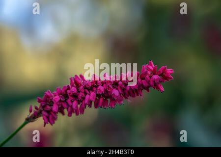 Nahaufnahme der Blütenspitze von Persicaria amplexicaulis var. pendula im Herbst im Garten Stockfoto