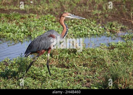 Goliathreiher / Goliath Reiher / Ardea goliath Stockfoto
