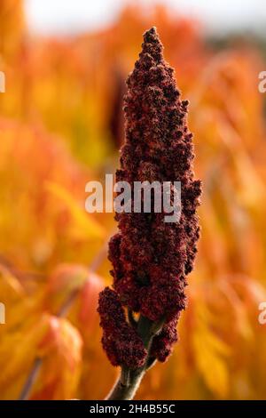 Sumakfrucht eines Hirsch-Hornbaums (Rhus typhina) vor dem Hintergrund herbstlicher Blätter Stockfoto